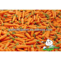 Fresh Red carrot With Various Size S M L 2L Carrot